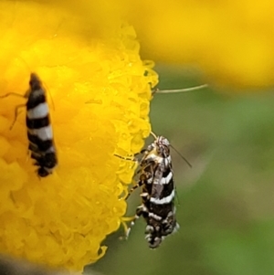 Glyphipterix (genus) at Dunlop, ACT - 12 Nov 2022