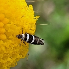 Glyphipterix (genus) at Dunlop, ACT - 12 Nov 2022