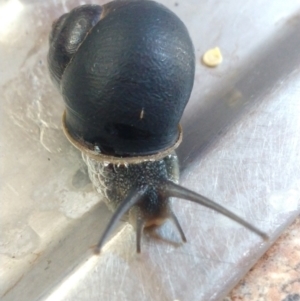 Cornu aspersum at Greenleigh, NSW - 12 Nov 2022 11:13 AM