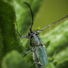 Phytoecia coerulescens (Paterson's curse stem beetle) at Namadgi National Park - 12 Nov 2022 by amiessmacro