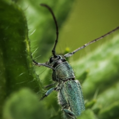 Phytoecia caerulescens (Paterson's curse stem beetle) at Booth, ACT - 12 Nov 2022 by amiessmacro