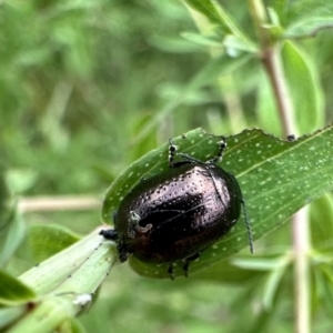 Chrysolina quadrigemina at Ainslie, ACT - 12 Nov 2022