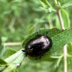 Chrysolina quadrigemina (Greater St Johns Wort beetle) at Mount Ainslie - 12 Nov 2022 by Pirom