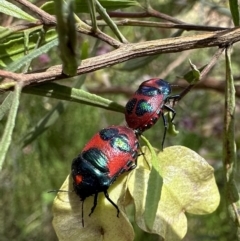 Choerocoris paganus (Ground shield bug) at Mount Ainslie - 12 Nov 2022 by Pirom