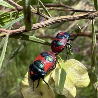 Choerocoris paganus (Ground shield bug) at Mount Ainslie - 12 Nov 2022 by Pirom
