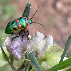 Scutiphora pedicellata (Metallic Jewel Bug) at Mount Ainslie - 12 Nov 2022 by Pirom