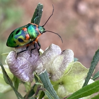 Scutiphora pedicellata (Metallic Jewel Bug) at Mount Ainslie - 12 Nov 2022 by Pirom