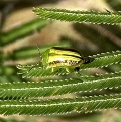 Calomela juncta (Leaf beetle) at Mount Ainslie - 12 Nov 2022 by Pirom