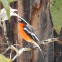 Petroica phoenicea (Flame Robin) at Tennent, ACT - 12 Nov 2022 by HelenCross