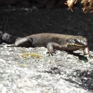 Egernia saxatilis intermedia at Tennent, ACT - 12 Nov 2022