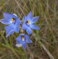 Thelymitra nuda (Scented Sun Orchid) at Throsby, ACT - 11 Nov 2022 by mlech
