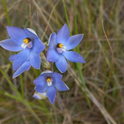 Thelymitra nuda (Scented Sun Orchid) at Throsby, ACT - 11 Nov 2022 by mlech