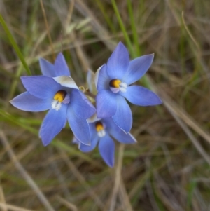 Thelymitra nuda at Throsby, ACT - suppressed