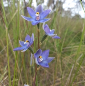 Thelymitra nuda at Throsby, ACT - 11 Nov 2022