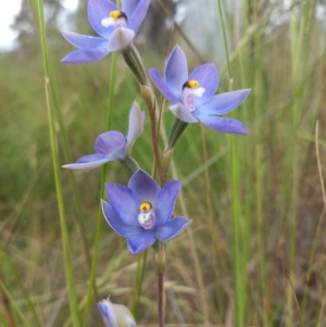 Thelymitra nuda at Throsby, ACT - suppressed