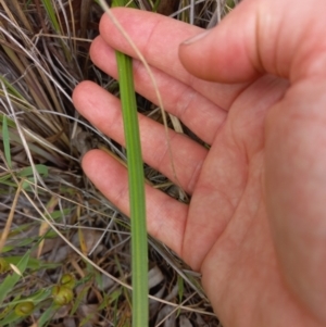 Thelymitra nuda at Throsby, ACT - 11 Nov 2022