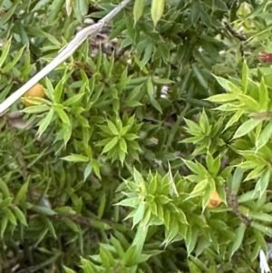 Leucopogon juniperinus at Kangaroo Valley, NSW - suppressed