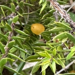 Leucopogon juniperinus at Kangaroo Valley, NSW - suppressed