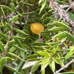 Leucopogon juniperinus at Kangaroo Valley, NSW - 12 Nov 2022