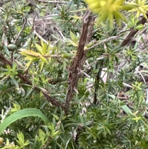 Leucopogon juniperinus at Kangaroo Valley, NSW - suppressed