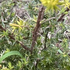 Leucopogon juniperinus at Kangaroo Valley, NSW - 12 Nov 2022