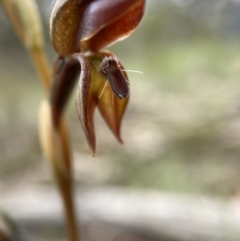 Oligochaetochilus squamatus (Southern Rustyhood) at Bungonia, NSW - 11 Nov 2022 by AJB