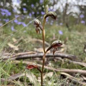 Oligochaetochilus squamatus at Bungonia, NSW - suppressed