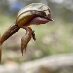 Oligochaetochilus squamatus at Bungonia, NSW - suppressed