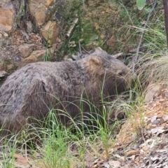 Vombatus ursinus (Common wombat, Bare-nosed Wombat) at QPRC LGA - 12 Nov 2022 by roachie