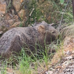 Vombatus ursinus (Common wombat, Bare-nosed Wombat) at Jerrabomberra, NSW - 12 Nov 2022 by roachie