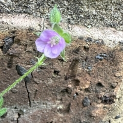 Geranium gardneri (Rough Crane's-Bill) at Kangaroo Valley, NSW - 12 Nov 2022 by lbradleyKV