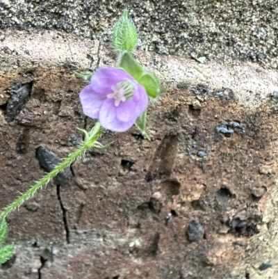 Geranium gardneri (Rough Crane's-Bill) at Kangaroo Valley, NSW - 12 Nov 2022 by lbradley