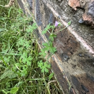 Geranium gardneri at Kangaroo Valley, NSW - suppressed