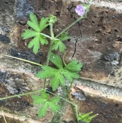 Geranium gardneri at Kangaroo Valley, NSW - 12 Nov 2022