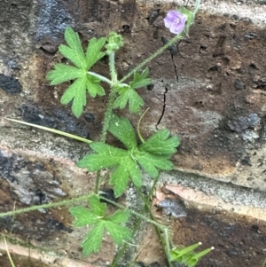 Geranium gardneri at Kangaroo Valley, NSW - 12 Nov 2022