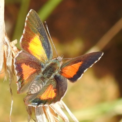 Paralucia aurifera (Bright Copper) at Namadgi National Park - 12 Nov 2022 by HelenCross