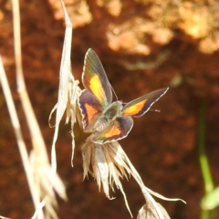 Paralucia aurifera at Tennent, ACT - 12 Nov 2022 02:26 PM