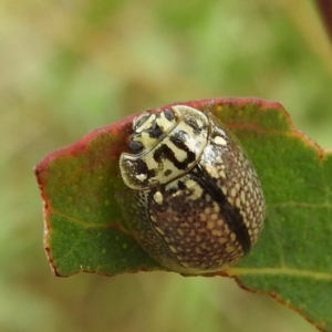 Paropsisterna decolorata at Tennent, ACT - 12 Nov 2022 02:08 PM