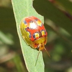 Paropsisterna nobilitata (Leaf beetle, Button beetle) at Tennent, ACT - 12 Nov 2022 by HelenCross