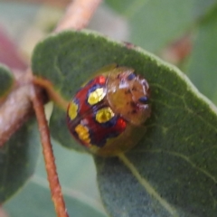 Paropsisterna nobilitata at Tennent, ACT - 12 Nov 2022