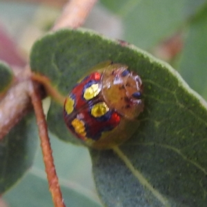 Paropsisterna nobilitata at Tennent, ACT - 12 Nov 2022