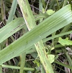 Lomandra longifolia (Spiny-headed Mat-rush, Honey Reed) at Kangaroo Valley, NSW - 12 Nov 2022 by lbradley