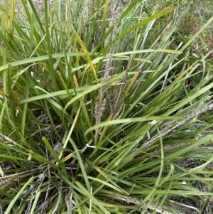 Lomandra longifolia at Kangaroo Valley, NSW - suppressed