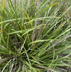 Lomandra longifolia at Kangaroo Valley, NSW - 12 Nov 2022