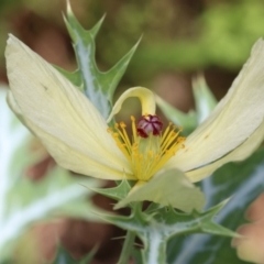 Argemone ochroleuca (Mexican Poppy) at Mulligans Flat - 12 Nov 2022 by amiessmacro