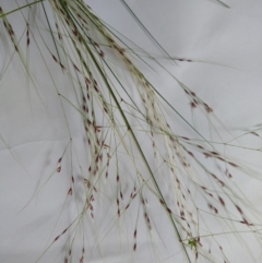 Nassella trichotoma (Serrated Tussock) at Macquarie, ACT - 12 Nov 2022 by JohnGiacon