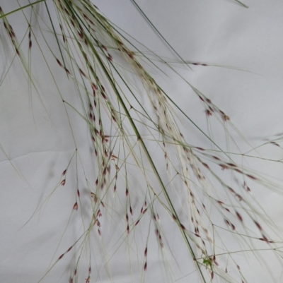 Nassella trichotoma (Serrated Tussock) at Macquarie, ACT - 12 Nov 2022 by jgiacon