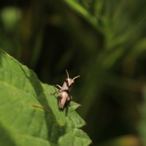 Gastrimargus musicus at Tharwa, ACT - 12 Nov 2022 03:27 PM