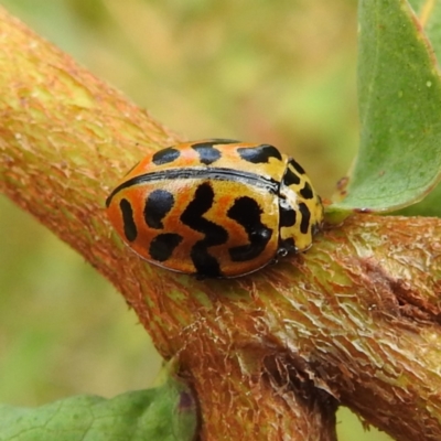 Cleobora mellyi (Southern Ladybird) at Namadgi National Park - 12 Nov 2022 by HelenCross