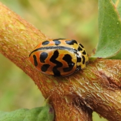 Cleobora mellyi (Southern Ladybird) at Tennent, ACT - 12 Nov 2022 by HelenCross